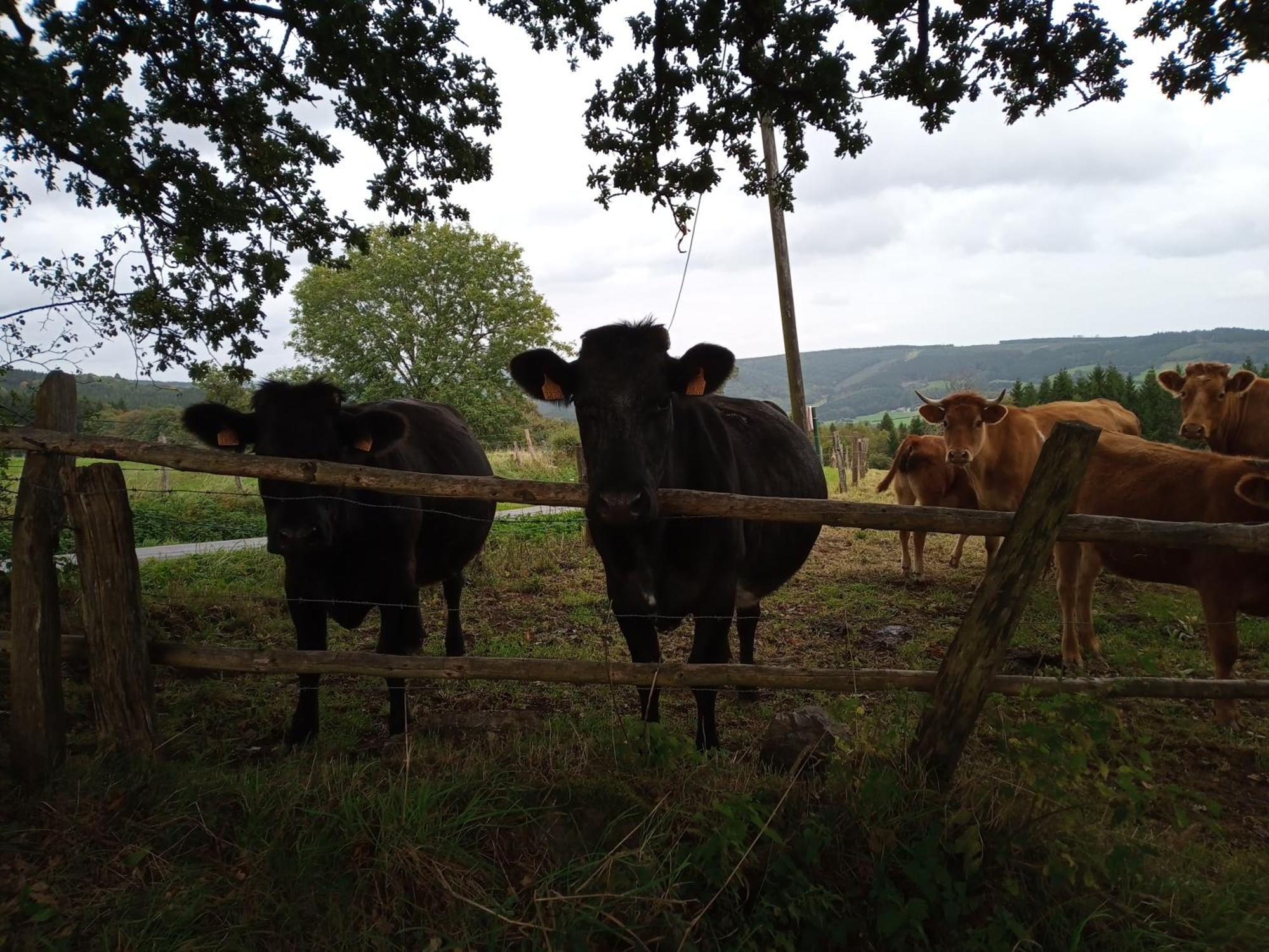 Vakantieverblijf Coo-Sy Stavelot Exteriér fotografie