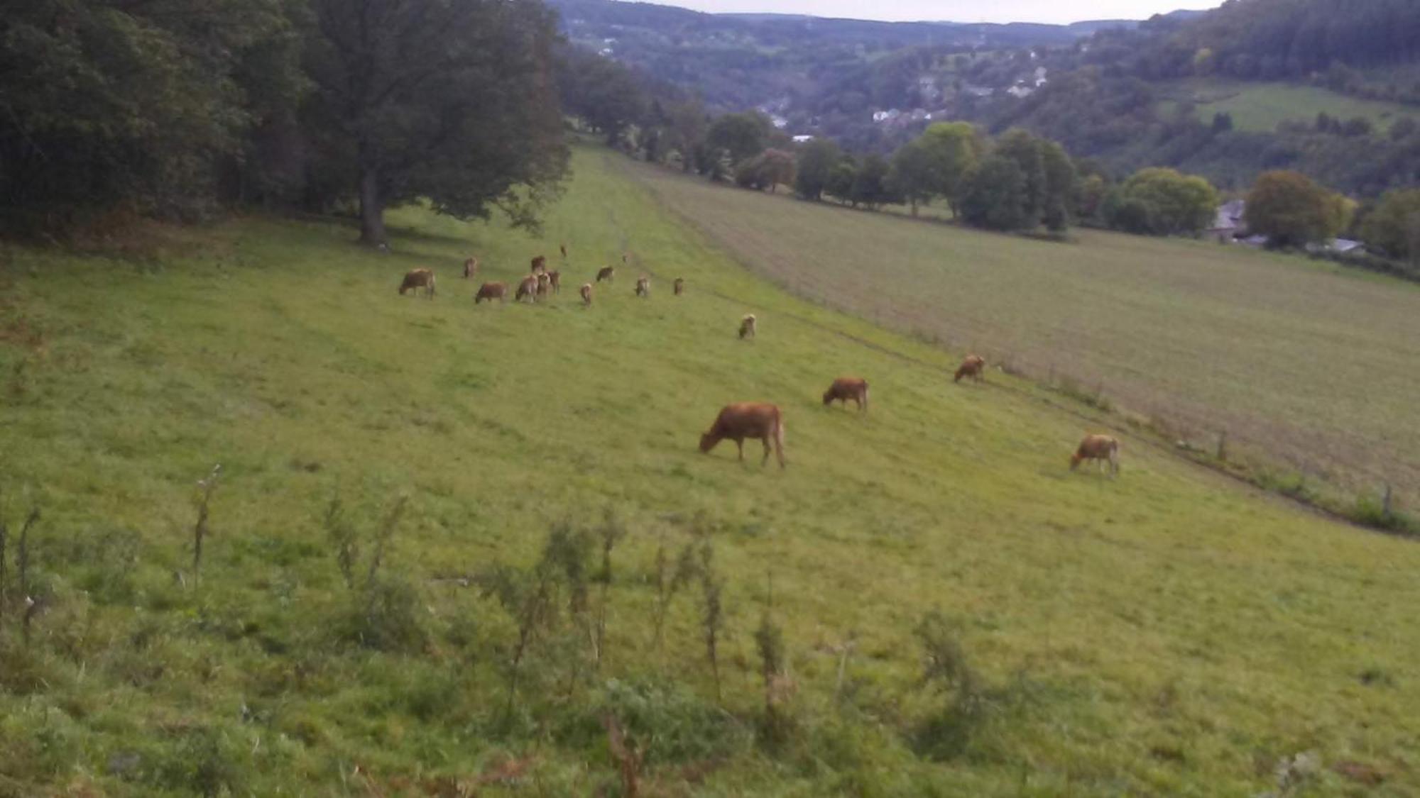 Vakantieverblijf Coo-Sy Stavelot Exteriér fotografie